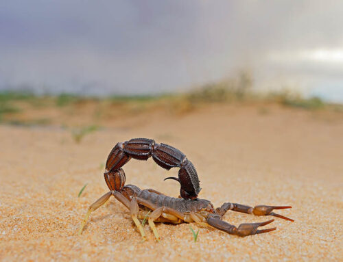 Scorpion Season and how to avoid the sting
